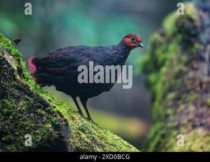 A female Crimson-headed Partridge (Haematortyx sanguiniceps) foraging in forest. Sabah, Borneo, Malaysia. Stock Photo