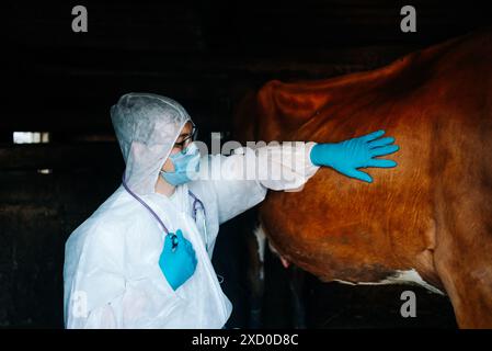 Veterinarian in protective clothing examines cow in barn. Veterinarian is wearing face mask, gloves, and white suit to ensure biosecurity, using stethoscope for health check. Stock Photo