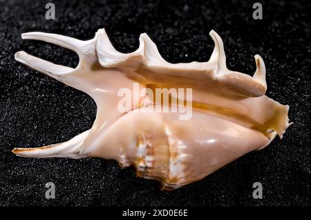 Close-up of Scorpion conch seashell on a black sand background Stock Photo