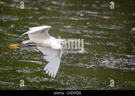 Close up of a Little Egret flying close to water surface. Stock Photo