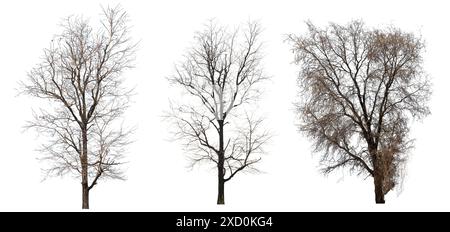 Dry branch of dead tree with cracked dark bark.beautiful dry branch of tree isolated on white background.Single old and dead tree.Dry wooden stick fro Stock Photo