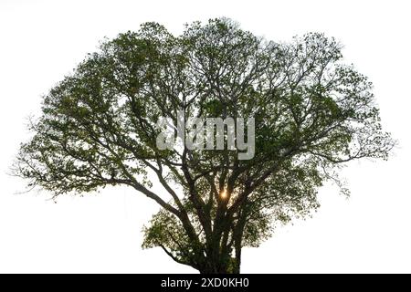 Big tree isolate on white background, clipping path. Stock Photo