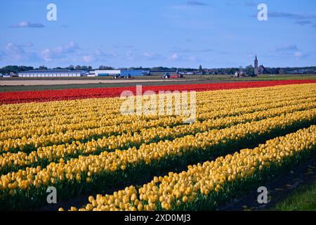 Endless rows of red and yellow tulips in the Dutch bulb fields under clear blue sky. Spring time in Holland. Stock Photo