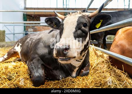 Close-up portrait of a black and white bull in a corral on livestock. Bull resting on a straw at farm. Stock Photo