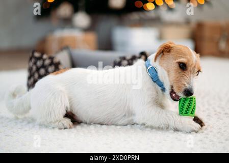Cute jack russell terrier on a wood floor with a green toy . Stock Photo