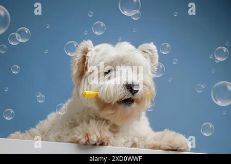 dog holding a toothbrush in his teeth with flying soap bubbles on a clean blue background. animal care concept Stock Photo