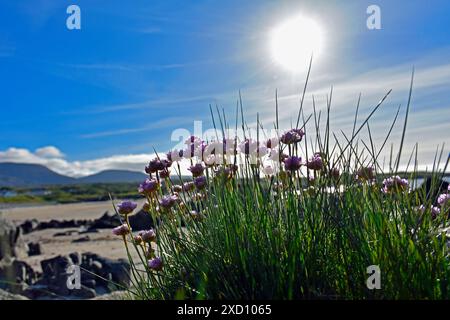 Armeria maritima, the thrift, sea thrift or sea pink, is a species of flowering plant in the family Plumbaginaceae. Stock Photo