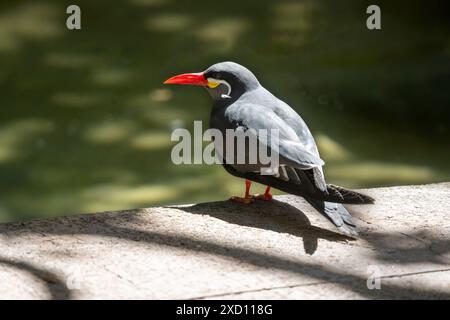 Inca tern (Larosterna inca) is a bird in subfamily Sterninae of the family Laridae, the gulls, terns, and skimmers. Stock Photo