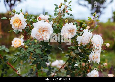 English Crocus Rose blooming in summer garden. White creamy multi-petal flowers grow on shrub. Austin selection Stock Photo