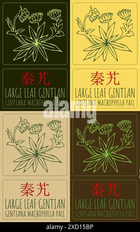 Vector drawing LARGE LEAF GENTIAN in Chinese. Hand drawn illustration ...