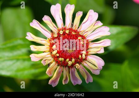 The new zinnia flowers bloom perfectly in the garden. Stock Photo