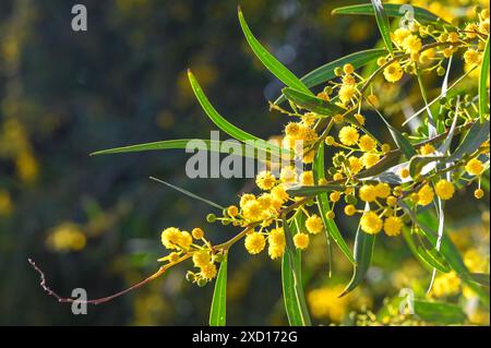 Beautiful bright yellow hairy mimosa flowers close-up. Blooming mimosa tree in early spring waves on wind. Sunny spring day 5 Stock Photo