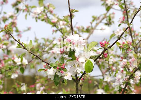 closeup view of a  crab apple trees' branch in front of other blooming apple trees Stock Photo