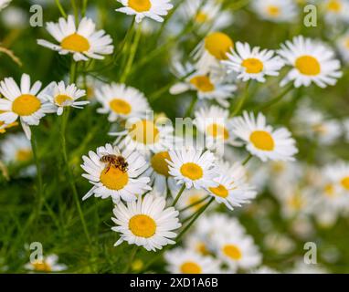 Honey bee on a Tripleurospermum inodorum scentless mayweed blossom in wildflower meadow Stock Photo