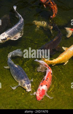 Shoseian Japanese Tea House and Friendship Garden, Koi pond, Brand Library, Glendale, California, United States of America Stock Photo