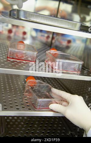 Cell culture plate in incubator in a biomedical biotechnology ...