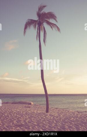 Idyllic palm tree on beach on tropical island at sunset. Image has vintage filter Stock Photo