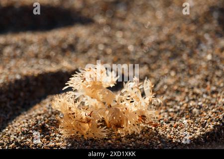 close up of yellow seaweed plant on sandy beach Stock Photo