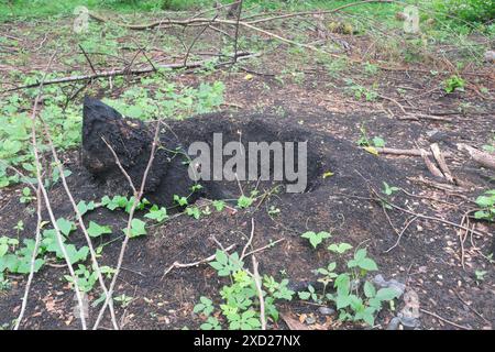 A burned coconut tree stump after tree cutting for lumber. Slash and burn agriculture concept. Stock Photo