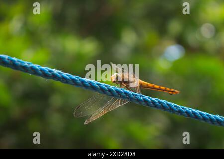 Dragonfly sitting on a rope. Flying predatory insect. Macro Stock Photo ...