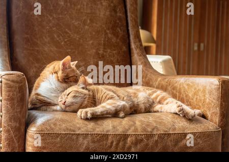 Two ginger sister cats feline laying on a couch cuddling, playing, resting and relaxing. Stock Photo