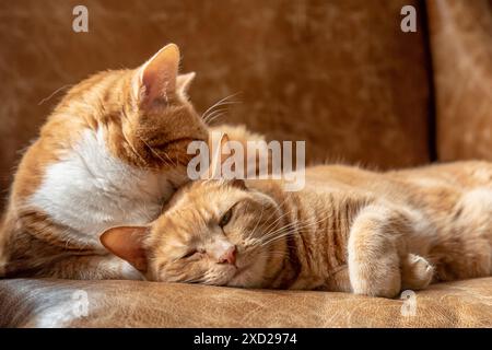 Two ginger sister cats feline laying on a couch cuddling, playing, resting and relaxing. Stock Photo