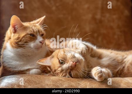 Two ginger sister cats feline laying on a couch cuddling, playing, resting and relaxing. Stock Photo