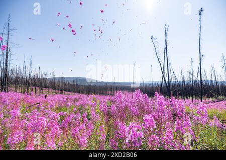 Stunning display of Fireweed flowers in full bloom during summer time in northern Canada, Yukon Territory with blue sky background. Stock Photo