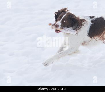 Young, energetic Springer Spaniel plays with a stick in the snow. Stock Photo