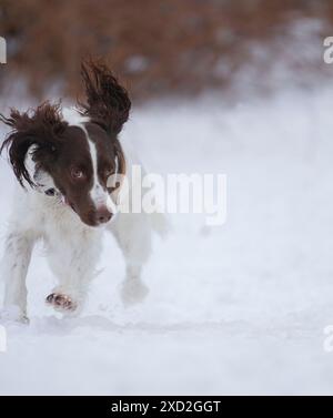 Young, energetic Springer Spaniel runs through the snow. Stock Photo