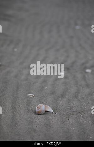 Broken isolated sea shell washed ashore on a sandy beach in McMicking Inlet, British Columbia, Canada Stock Photo