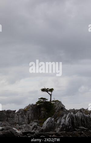 A few lonely trees on a rocky shore on a grey, overcast day, McMicking Inlet, British Columbia, Canada Stock Photo