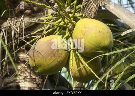 Fresh green coconuts that are still on the coconut tree and ready to be harvested to make fresh drinks Stock Photo