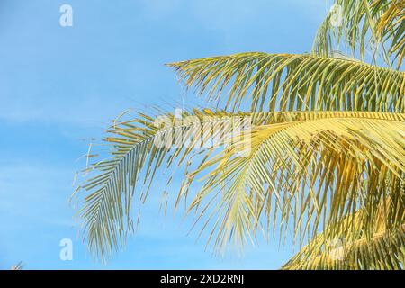 Fresh green coconuts that are still on the coconut tree and ready to be harvested to make fresh drinks Stock Photo