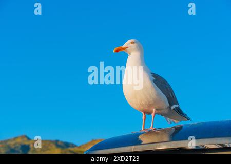 Close-up shot of a seagull perched on the roof of a car with a clear blue sky in the background. Stock Photo