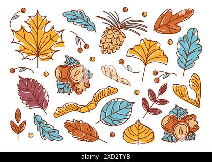Set of colorful modern autumn leaf, nuts and seeds. Maple and rowan, ginkgo biloba, Codiaeum, lilac, linden and oak, elm and poplar. Acorns, cedar con Stock Vector