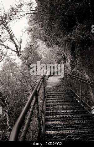 Looking down the steep Giant Staircase at trees and foliage along walking track from  Echo Point, to the Tree Sisters shrouded in heavy fog Stock Photo
