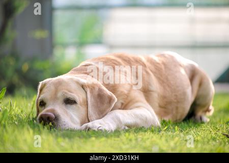 beautiful purebred fawn labrador resting on green grass in the garden, Pets, relax Stock Photo