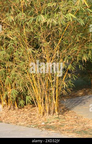 Painted Bamboo (Bambusa vulgaris) in an entertainment park : (pix Sanjiv Shukla) Stock Photo