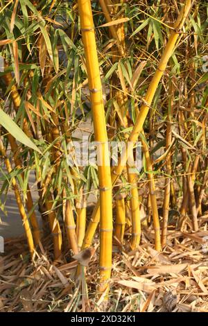 Painted Bamboo (Bambusa vulgaris) in an entertainment park : (pix Sanjiv Shukla) Stock Photo