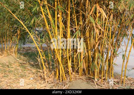 Painted Bamboo (Bambusa vulgaris) in an entertainment park : (pix Sanjiv Shukla) Stock Photo