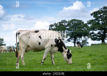 Holstein dairy cattle grazing in lush pasture. Cumbria, UK. Stock Photo