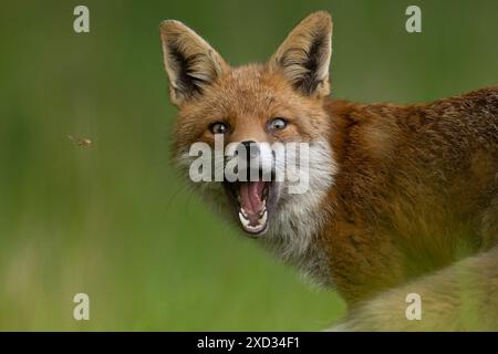 Red foxes are widely distributed in Britain and Ireland.      SURREY COMICAL images of a brazen red fox blowing a raspberry were captured in the field Stock Photo