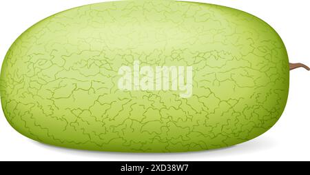 Ali Baba Watermelon. Citrullus lanatus. Fruits and vegetables. Isolated vector illustration. Stock Vector