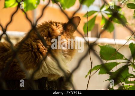 Ginger orange cat lying on tree stump behind metal garden fence on hot summer day closeup Stock Photo