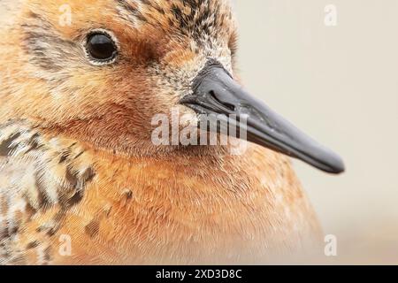 This detailed close-up captures the intricate texture and warm colors of feathers of a red knot, highlighting its striking eye and sleek beak in its n Stock Photo