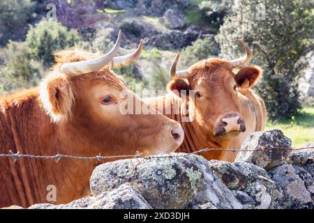 A pair of brown cattle with curved horns peacefully observing from behind a rustic stone wall in a lush pastoral setting, illuminated by natural sunli Stock Photo