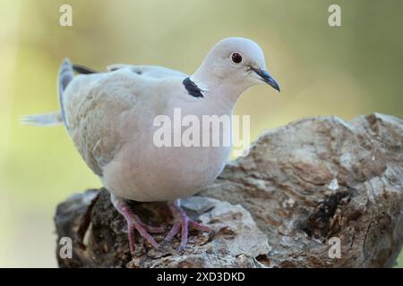 A serene shot capturing a peaceful turtledove with smooth light plumage and distinctive red eyes, perched delicately on a rugged rock amidst a softly Stock Photo