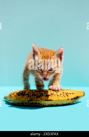 A tiny orange kitten with striking blue eyes crouches on a large, spotted banana, set against a soft blue background, displaying playful curiosity and Stock Photo