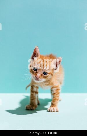 A curious orange kitten stands and looks forward with wide eyes on a soft teal backdrop, displaying a sense of wonder and youthfulness. Stock Photo